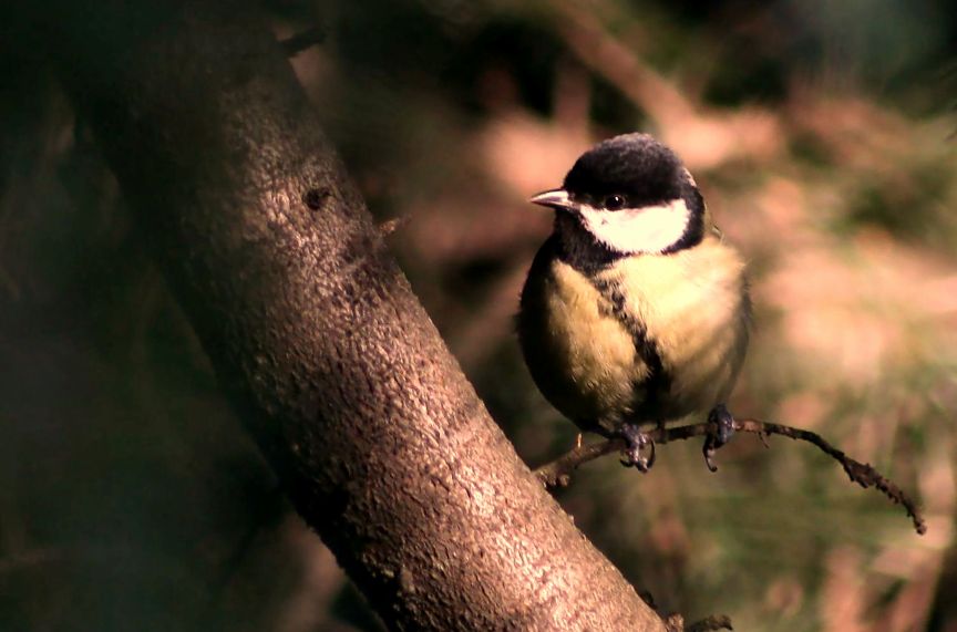 Cince : specie da identificare